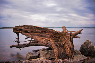 Close-up of driftwood on wood against sky