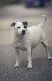 White danish swedish farmdog on street