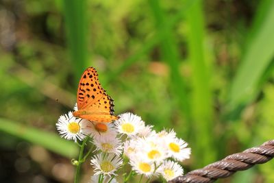 Close-up of butterfly pollinating on flower