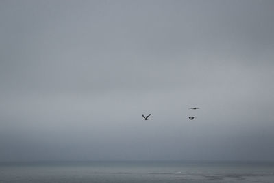 Birds flying over sea