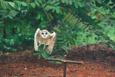 Close-up of owl perching on tree