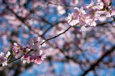 Low angle view of cherry blossoms in spring