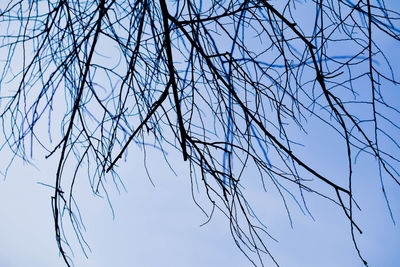 Low angle view of bare tree against clear sky