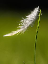 Close-up of dandelion