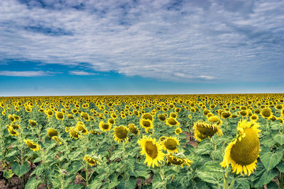 Sunflower field against cloudy sky