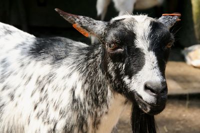 Close-up portrait of a goat