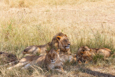 Sleeping lions in the shadow
