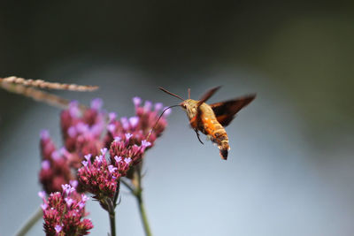 African hummingbird hawk-moth macroglossum trochilus pollinating a flower