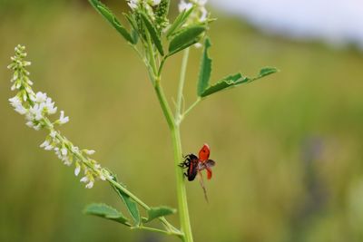 Close-up of ladybug on plant