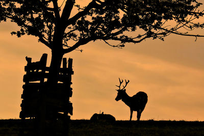 Silhouette deer on field against sky during sunset