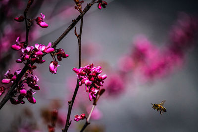 Close-up of insect on pink flower