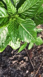 Close-up of fresh green plant