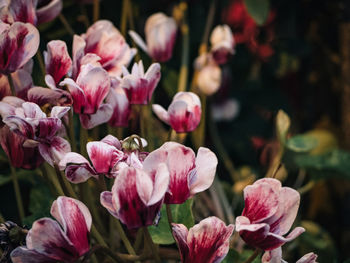 Close-up of pink flowering plant