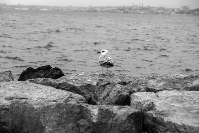 Seagull looking at the camera from the side against the sea on the stones at the beach of istanbul