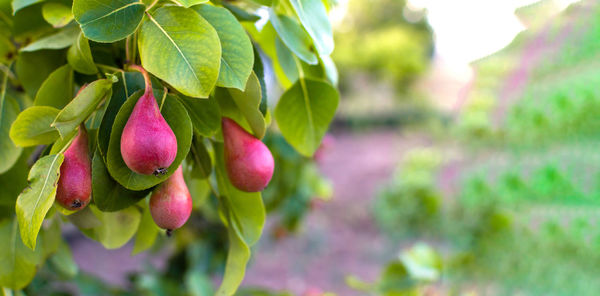 Close-up of berries growing on plant