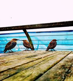 Birds perching on wood against sky