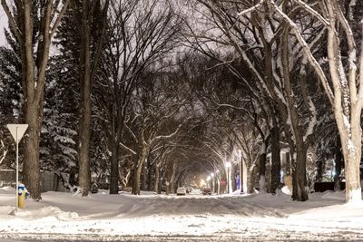 Bare trees in winter at night