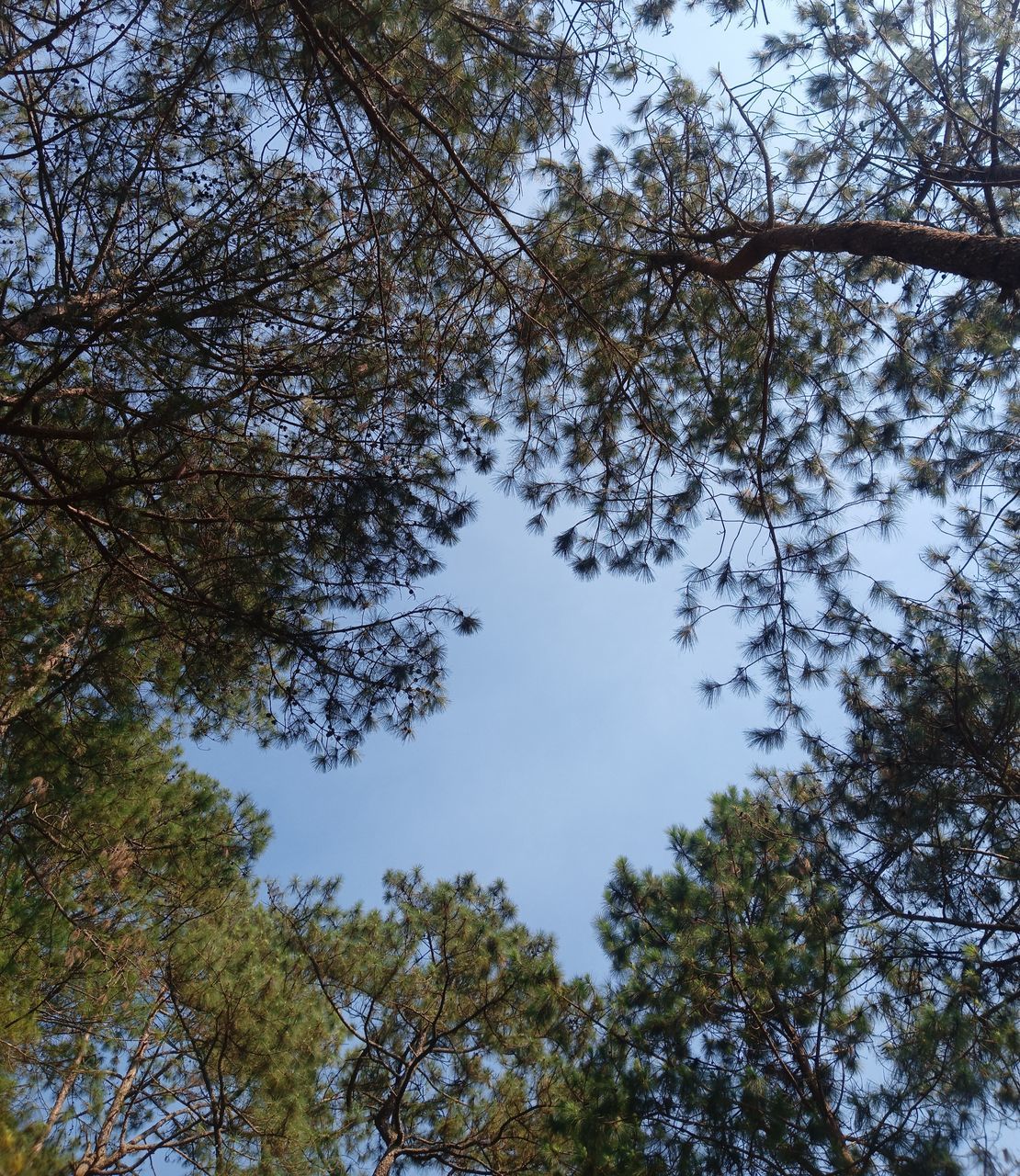 tree, plant, sky, leaf, branch, nature, forest, low angle view, beauty in nature, woodland, autumn, no people, growth, tranquility, day, sunlight, outdoors, tree canopy, scenics - nature, flower, directly below, land, blue, environment, pine tree, green