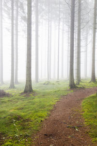 Pine trees in forest