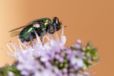 Close-up of insect on flower