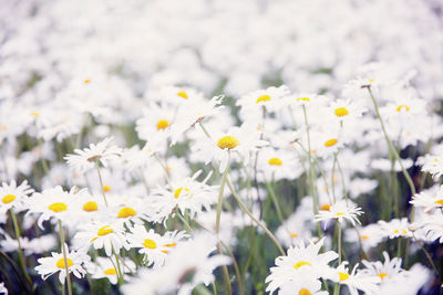 Close-up of fresh yellow flowers blooming in field