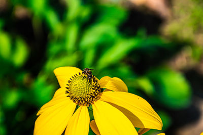 Insect on yellow flower