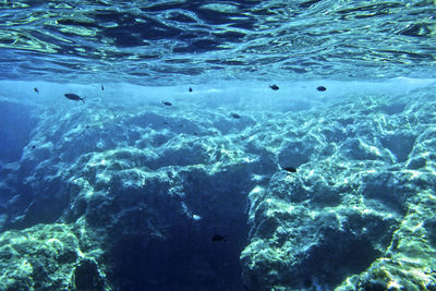 Fish swimming in sea