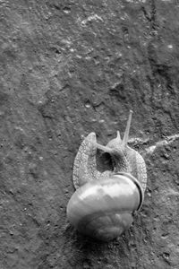 Close-up of snail