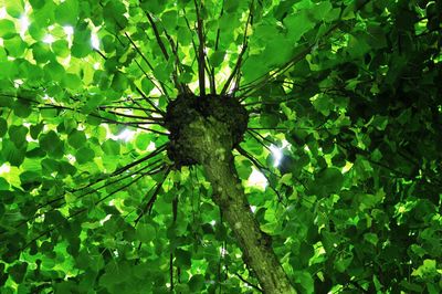 Low angle view of trees