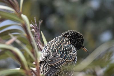 Close-up of a starling