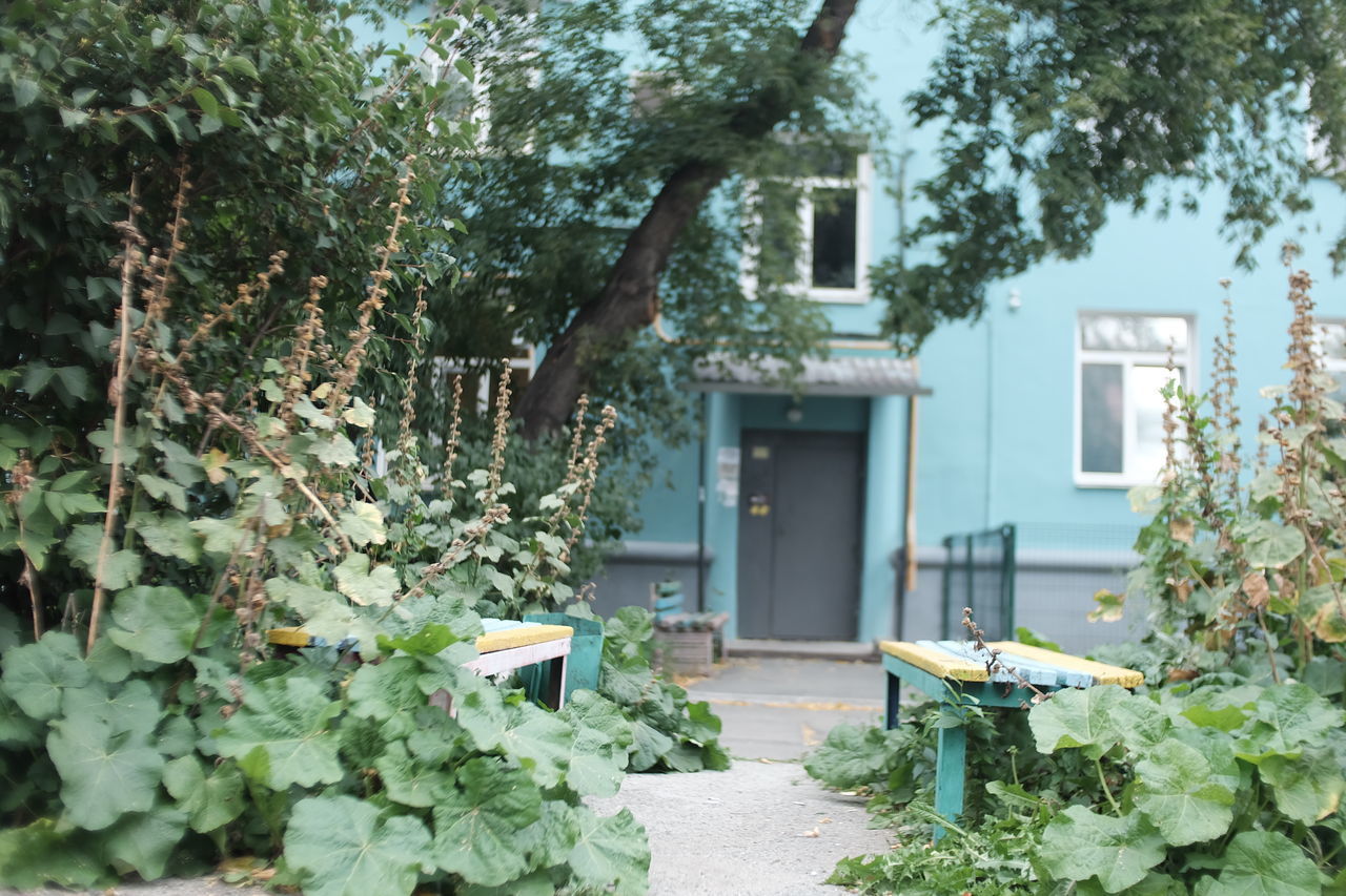 TREES AND PLANTS OUTSIDE HOUSE