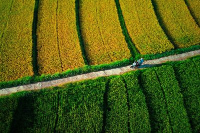 High angle view of agricultural field