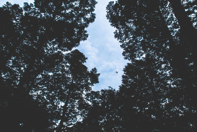 Low angle view of trees against sky