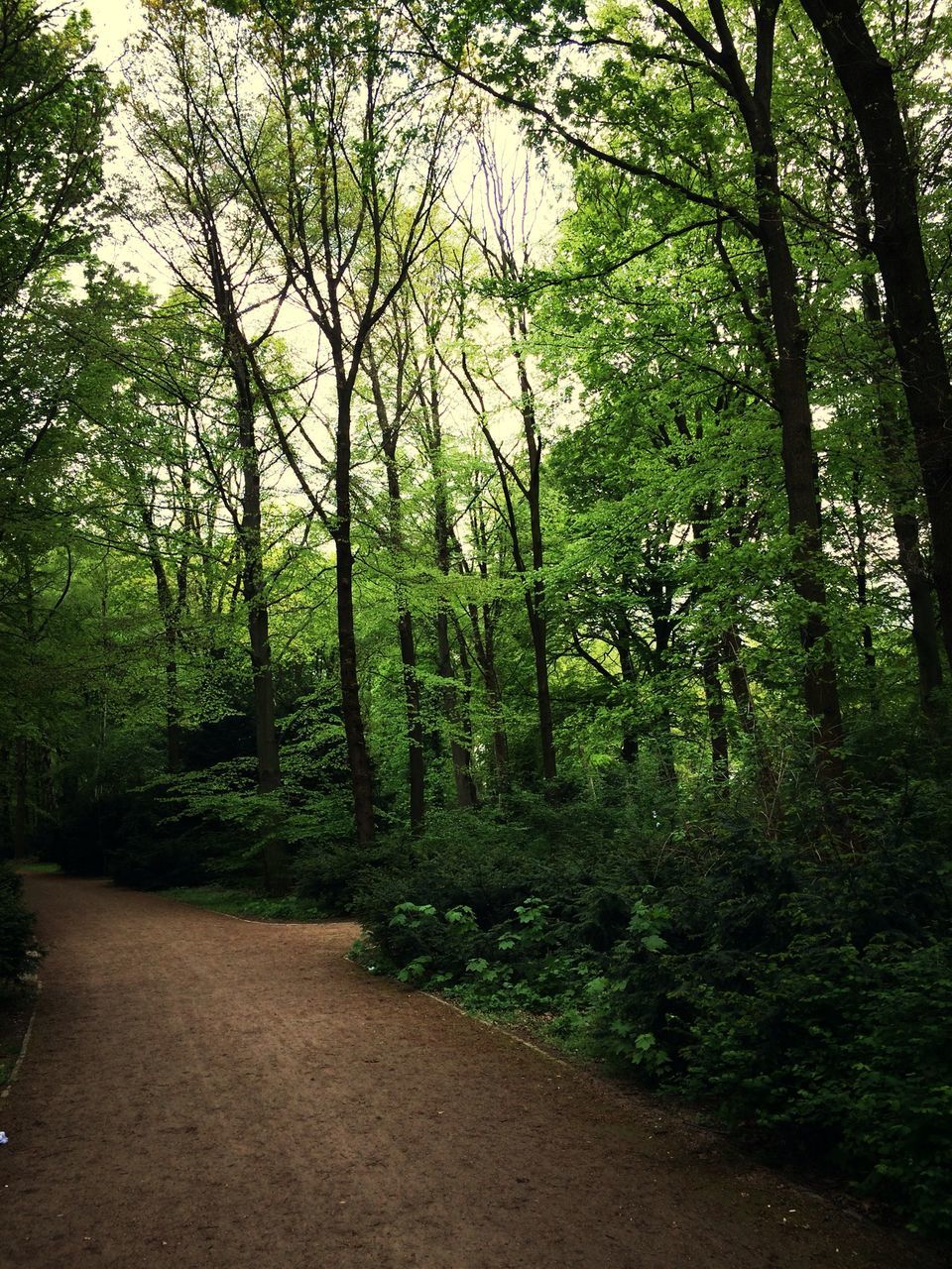 tree, growth, tranquility, tree trunk, forest, tranquil scene, nature, green color, beauty in nature, branch, scenics, woodland, lush foliage, non-urban scene, plant, day, landscape, outdoors, no people, sunlight