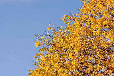 Low angle view of tree against clear sky