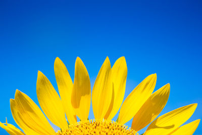 Close-up of yellow flower against clear blue sky