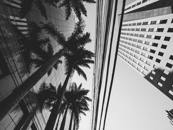 Low angle view of palm trees against buildings