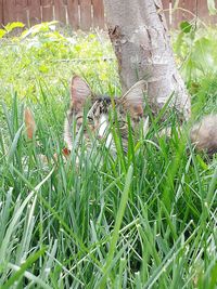 Close-up of cat on grass