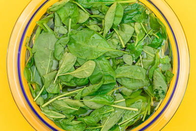 High angle view of green leaves in bowl
