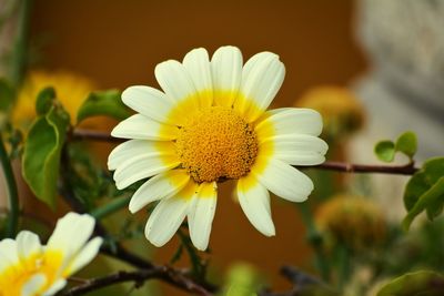 Close-up of yellow daisy flower blooming outdoors