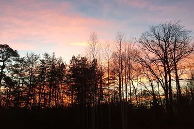 Silhouette of trees at sunset