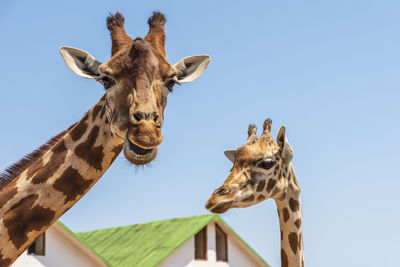 Low angle view of giraffe against sky