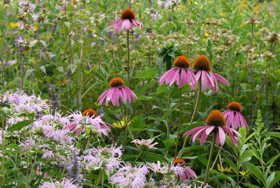 Close-up of pink flowers blooming in park