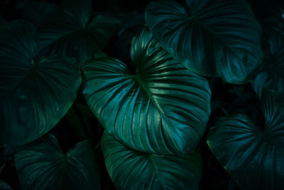 Deep green tropical lush leaves dark tone background