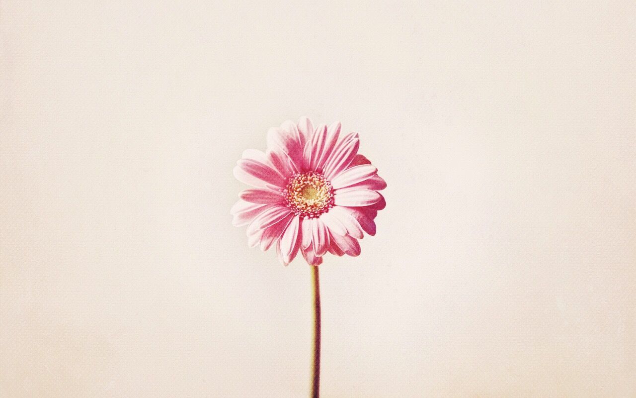 flower, petal, flower head, fragility, freshness, stem, copy space, studio shot, pink color, beauty in nature, white background, single flower, red, pink, nature, close-up, tulip, no people, growth, white color