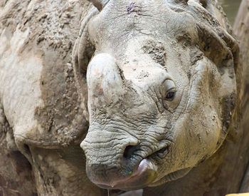 Close-up portrait of indian rhinoceros