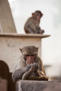 Monkey looking away while sitting outdoors