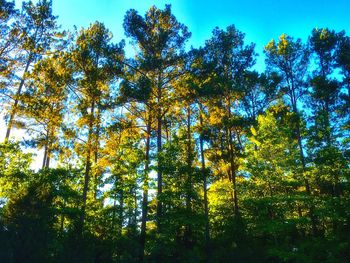 Low angle view of trees against sky