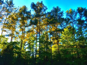 Low angle view of trees against sky