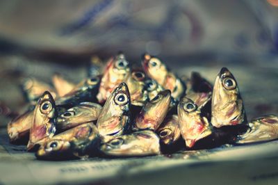 Close-up of fish